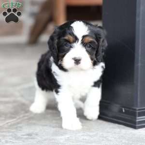 Kit, Cavapoo Puppy